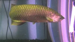 Large Jardini Arowana [upl. by Geri]