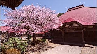 JG☆☆4K HDR 福島 龍福寺の桜 FukushimaSakura at Ryufukuji [upl. by Jere395]