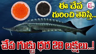 చేప గుడ్డు ధర 28 లక్షలు ఈ చేప గురించి తెలిస్తే  Caviar Fish Eggs Benefits  SumanTVmangalagiri [upl. by Htebi292]