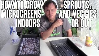 How to Grow amp Use Sprouts Microgreens amp Green Vegetables Indoors or Out [upl. by Eidorb215]