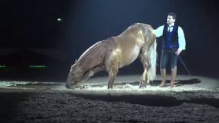 Zoher Gari Crinières dor Cheval Passion 2017 [upl. by Nhor]