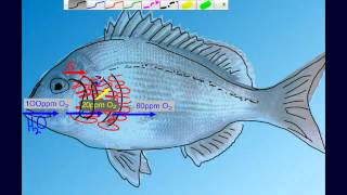 Countercurrent Gas Exchange in Fish Gills [upl. by Lamonica]