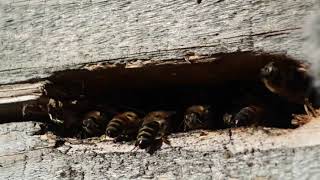 Meine Bienen geben Gas der Frühling kann kommen mit ASMR Bienen Sound [upl. by Ambros36]