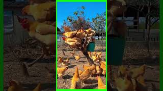 Organic chicken farm part 1 [upl. by Etterb]