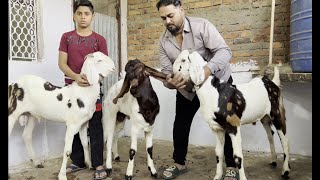 Full quality gujri mewati goat ka mela faraz bhai ka dhamaka 9500 se start [upl. by Benedikta476]