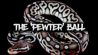 The Pewter Ball Python [upl. by Lanos]