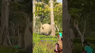 Elephant in inhabitation reels viral shorts youtuber love [upl. by Yenduhc748]