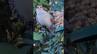 Watch How Redbellied Woodpecker Uses His Tounge redbelliedwoodpecker nature Woodpecker birds [upl. by Jephum82]