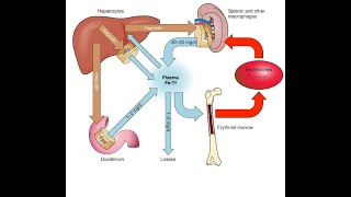 Blood Physiology Iron absorption amp Metabolism شرح مهم فسيولوجي [upl. by Llertrac]