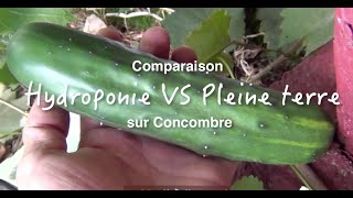 Comparaison entre culture hydroponique et pleine terre [upl. by Yevad]