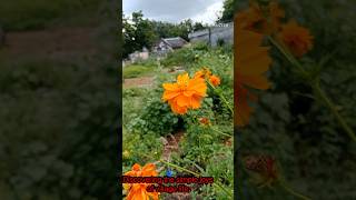 Beauty of My village  nature  village life  trending  viral video [upl. by Bolitho]