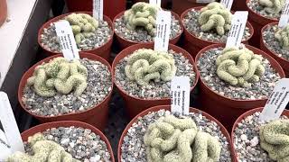 Mammillaria elongata cristata quotBrain Cactusquot [upl. by Chanda]