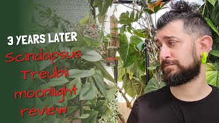 Scindapsus Trebuii Moonlight Review  3 Years Later  Warts And All [upl. by Yasdnyl]