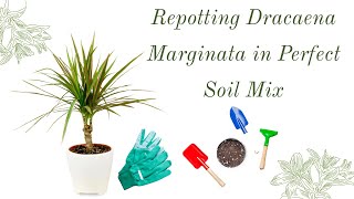 Repotting Dracaena Marginata in Perfect Soil Mix [upl. by Adena]