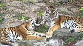 Tiger Babys Alisha amp Dragan im Tierpark Berlin [upl. by Halladba]