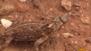 Nature Texas Horned Lizards [upl. by Anailuig]