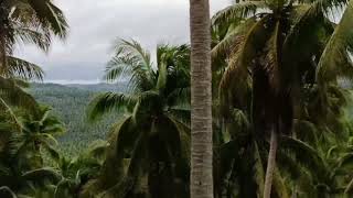 Lot24 Coconut farm for sale Buenavista Quezon 8 hectares [upl. by Lynna]