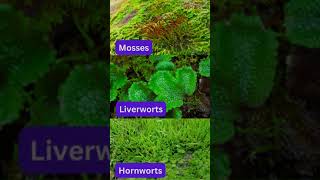 Bryology  Branch of Botany  Mosses  Liverworts  Hornworts  Botany Shorts  Bryophytes [upl. by Wilda]