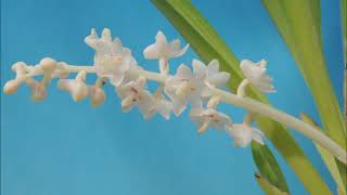 Eria hyacinthoides orchid [upl. by Stearne136]