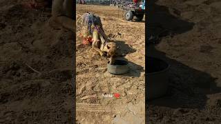 Pushkar famous temple of lord Bharhma pushkar shorts temple [upl. by Irneh143]