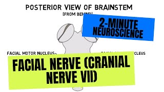 2Minute Neuroscience Facial Nerve Cranial Nerve VII [upl. by Fleck318]