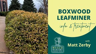 Boxwood Leafminer Treatment [upl. by Eden]