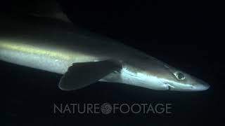 Spiny Dogfish Spurdog Mud Shark Piked Dogfish Squalus Acanthias [upl. by Aihsele]