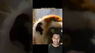 Lêmure sifaka Zubumafu da vida real animal viral [upl. by Essirahc49]