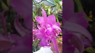 Hibrido de orquidea con Laelia speciosa [upl. by Cacia]