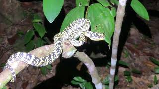 Wraglers Pit Viper  Highly venomous [upl. by Platt]