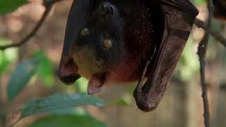 Fruits bats hanging out and eating mango Recorded in Subic Bay PH [upl. by Meelas]