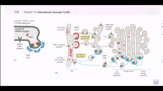 Protein secretion pathway ER to Golgi [upl. by Chanda]