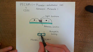 Cell Adhesion Molecules Part 3 [upl. by Niamert]