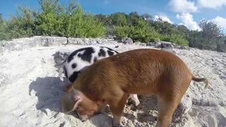 Swimming Pigs Bahamas 2015 [upl. by Paviour]