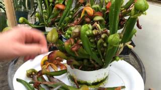 TEMPERATE CARNIVOROUS PLANTS DARLINGTONIA CALIFORNICA  COBRA LILY CARE GETTING READY FOR WINTER [upl. by Min]