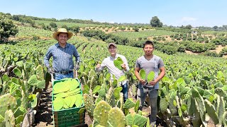 Huerta de NOPAL VERDURA SAGRADO para los mexicanos  Mayores productores de esta VERDURA en México [upl. by Michaelina963]