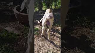 Castration using castration band almost dry and drop down ❤goatfarming goatlovers [upl. by Jory]