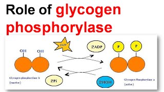 Role of glycogen phoisphorylase [upl. by Lacsap961]