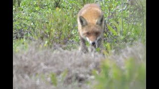 Australian Red fox [upl. by Allrud499]