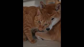 Orange Cat Loves Headbutting Shiba Inu [upl. by Herve]