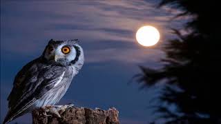 Owl Sound at Night  Ringtones for Android  Animal Sounds [upl. by Arabelle]