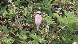 Redbacked Shrike [upl. by Yleme32]