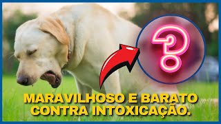 O SEGREDO CASEIRO QUE Salva Cachorro e Gato Intoxicado [upl. by Afaw]