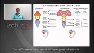 Zentrales Nervensystem  Hammerexamen  Dr med SteffenBoris Wirth bei Lecturio [upl. by Kevan509]