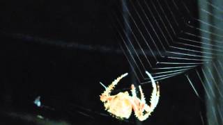 Araneus Diadematus Common Garden Spider Building Orb Web [upl. by Deni535]