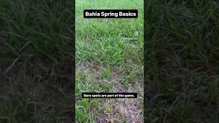 Bahia grass has to be supplemented diylawncare grass lawn lawncare bahiagrass gardeningtips [upl. by Marceau524]