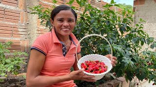 COMO FAZER CONSERVA DE PIMENTA  COLHEITA E RECEITA [upl. by Malia]