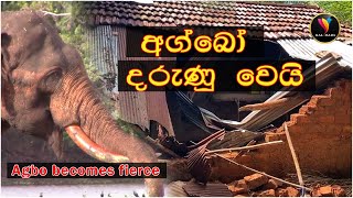 දරූනූ වූණ ආග්බෝ ගම වනසයි  The village of Agbo is desolate agbo 象棋 जंगली olifant elephant [upl. by Alisun]