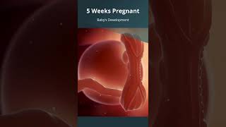 5 Weeks Pregnant  What to Expect with Babys Growth amp Development  FirstTrimester  Embryo [upl. by Oinota]