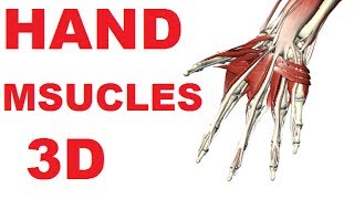 Muscles of the Hand  Hand Anatomy Lateral Volar Muscles 13 [upl. by Eceined]